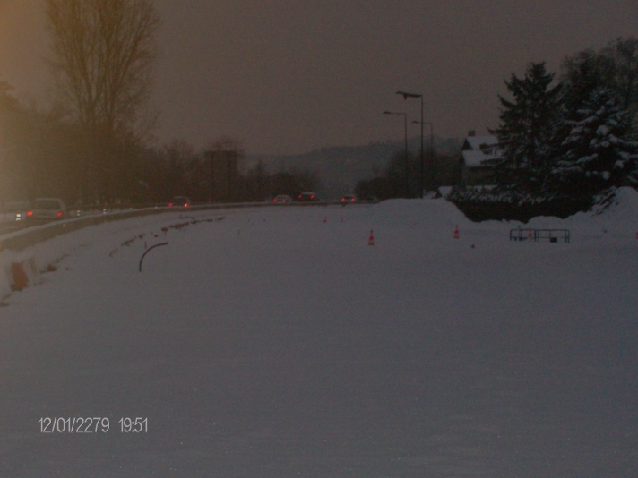Pacatianus tout blanc