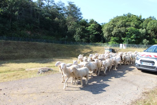 Moutons à Brignais
