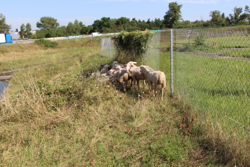 Moutons à Pierre-Bénite